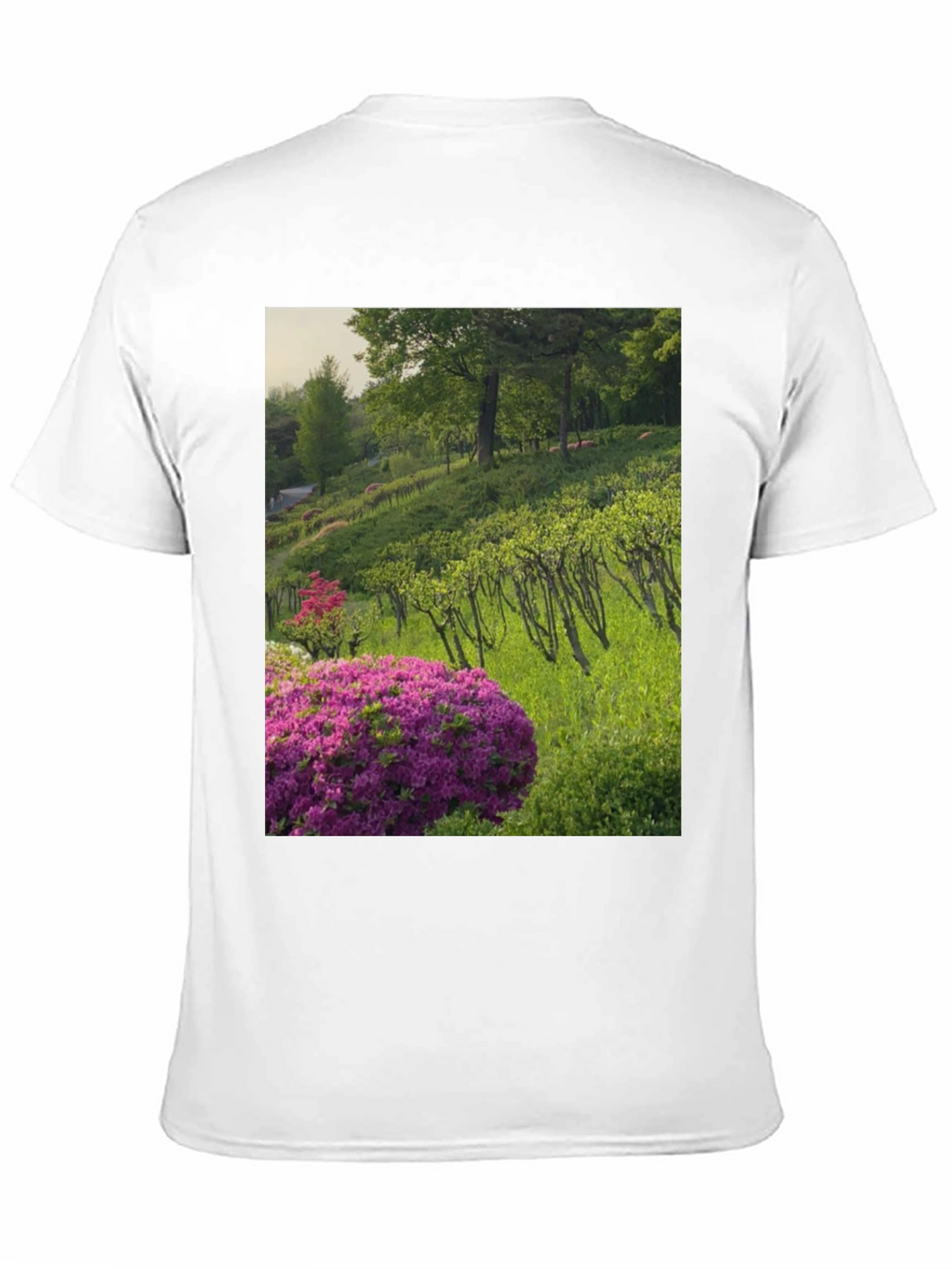 Nature Vineyard Graphic Tee